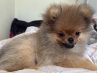 4 Aylık Aşıları Tam Pomeranian