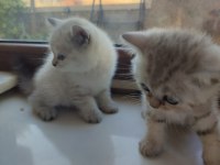 Sevimli Minik British Shorthair Yavrularımız