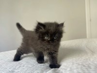 Çok tatlı oğlumuza erkek kedimize yuva