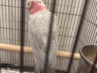 Full Evcil Gül Kakadu Papağanımız