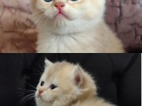 British shorthair prensese yuva arıyoruz