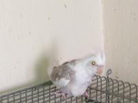 8 Adet Yavru Yeme Düşmüş Yavru Sultan Papağanı