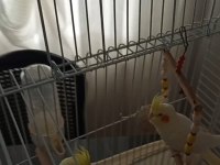 Kırmızı Göz Takım Sultan Papağanı