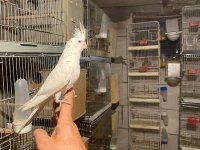 Albino Sultan Papağanı 40 Günlük