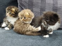 Scottish Straight Ve Fold Yavrular