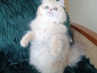 Cy 11 Şecere Belgesi Safkan Dişi 7 Aylık British Longhair