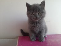 British shorthaır erkek yavru