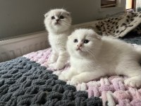 Erkek scottish fold bebekler