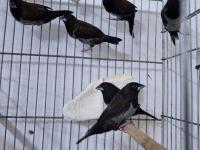 Şok kampanya vasıflı mokka kuşlar