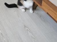 Calico Exotic Shorthair Dişi Yavrumuz
