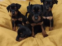 Sıfır numara pinscher yavrularımız