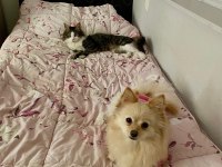 Dişi Pomeranian Köpeğimiz Sahiplendireceğiz
