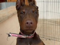 Kızıl doberman 4 aylık dişi