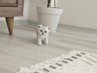 Oyuncu Scottish Fold Kedisi