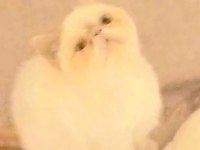 5 Aylık Exotic Shorthair Kızımız İçin Aile Olabilir Misiniz?