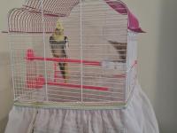 Sultan Papağanımız