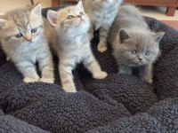 Lnxn Point British Shorthair Yavrular