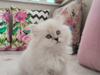 A Kalite British Longhair Arayanlara