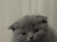 2 Ay Dişi Scottish Fold