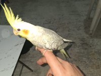 2 Aylık Yeni Yeme Düşen Sultan Papağanı