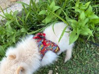 Pomeranian 3 Aylık Dişi