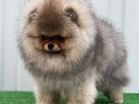 Irk garantili pomeranian boo sevimli yavrular