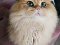 Yeni yuvasını arayan british longhair yakışıklı