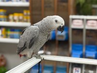 7 aylık yavru jako papağanı