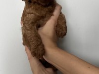 Dişi Ve Erkek Toy Poodle Yavruları