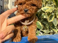 Orijinal güler yüzlü show kalite poodle köpeğimiz