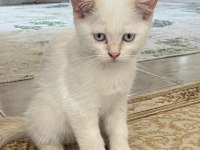 British red point erkek nadir doğan kedimiz