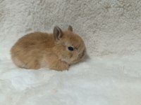 Yavru Hollanda Lop Ve Cüce Tavşan