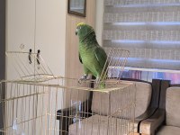 Full Evcil Amazon Papağanı