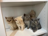 British shorthair yavru kediler ücretli olarak sahiplendirilecektir