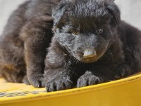 Safkan Working Solid Black Alman Kurdu