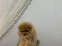 3.5 Aylık Tuvalet Eğitimli İlk Aşıları Yapılmış Dişi Pomeranian