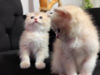 British Longhair Prensese Yuva Arıyoruz