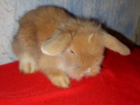 Teddy lop tavşan yavrular sütten kesilmiştir