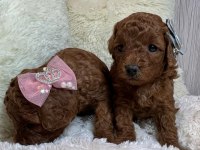 Toy poodle yavruları
