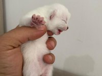 Yavru British Shorthair Safkan