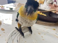 Full Evcil Caique İnsan Ayrımı Yapmaz