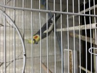 Grey Erkek Damızlık Sultan Papağanı