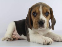 Dünya tatlısı beagle yavruları