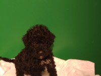 Siyah toy poodle yavrularımız