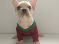 French bulldog cins yavrular