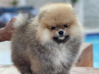Ayı Surat Pomeranian Yavrular