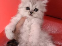 British Longhair Silver Point