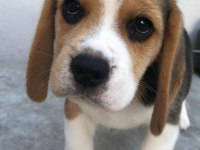 Irk Garantili Beagle Yavruları