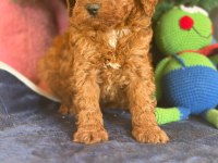 16 Yıllık İşletmeden Saf Kan Garantili Poodle Yavruları