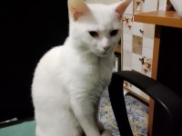 1 yaşında ankara kedisi ücretsiz sahiplendirme yapacağım